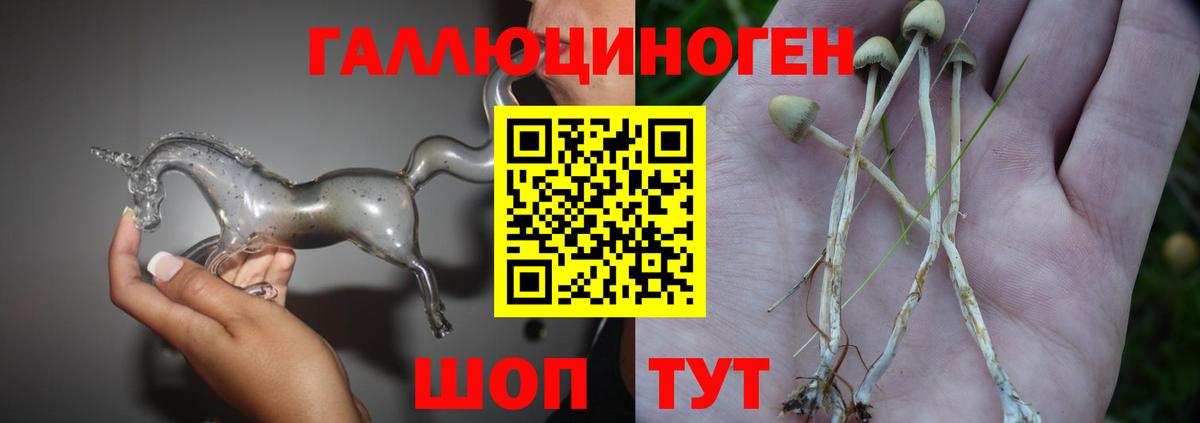 Галлюциногенные грибы прущие грибы  Вход с VPN  Сланцы  Псилоцибиновые грибы Psilocybine cubensis 